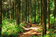 Geld in Wald investieren