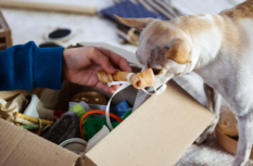 Dropshipping mit Tierbedarf